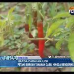 Kasihan, Harga Cabai Anjlok, Petani Biarkan Tanaman Cabai Hingga Mengering