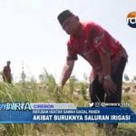 Gagal Panen Akibat Buruknya Saluran Irigasi