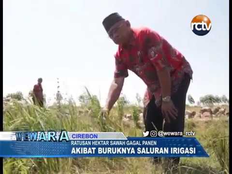 Gagal Panen Akibat Buruknya Saluran Irigasi