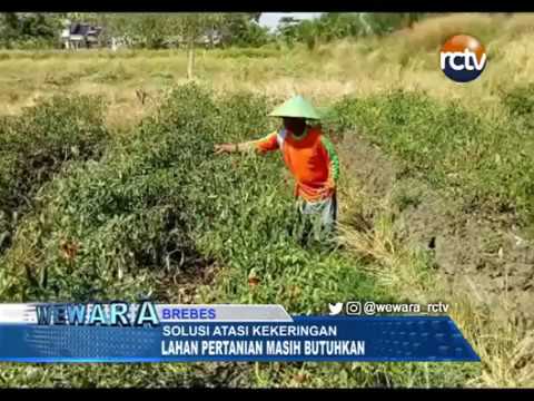 Kekeringan, Lahan Pertanian Butuh Banyak Embung