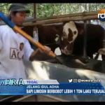 Luar Biasa, Sapi Berbobot Lebih 1 Ton Laku Terjual