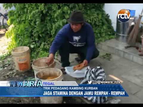 Biar Kuat, Ternyata Kambing Kurban Minum Jamu Rempah Rempah