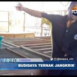 Bisnis Budidaya Ternak Jangkrik Ternyata Menggiurkan