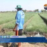 Baik Untuk Pertanian, Petani Bawang Manfaatkan Air Limbah Pabrik Gula