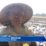 Petani di Kabupaten Cirebon Cemas Gagal Panen Terulang