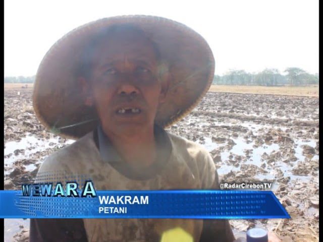 Petani di Kabupaten Cirebon Cemas Gagal Panen Terulang