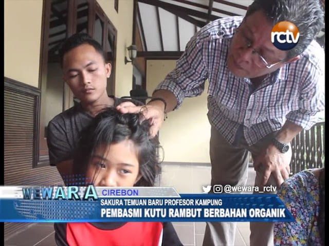 Sakura Temuan Baru Profesor Kampung, Pembasmi Kutu Rambut Berbahan Organik