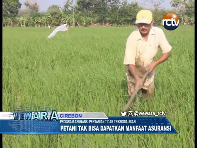 Program Asuransi Pertanian Tidak Tersosialisasi, Petani Tak Bisa Dapatkan Manfaat Asuransi