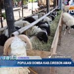 Populasi Domba Aman, Sapi Masih Kurang