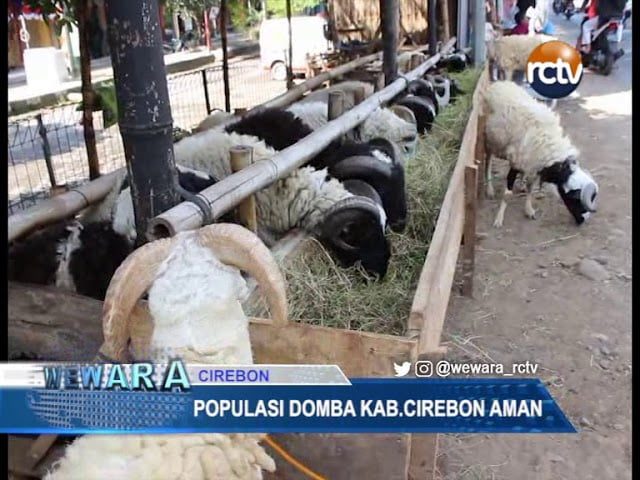 Populasi Domba Aman, Sapi Masih Kurang