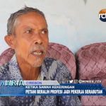 Sawah Kekeringan, Petani Alih Profesi Jadi Pekerja Serabutan