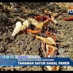 Saluran Irigasi Kering, Tanaman Gagal Panen