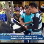 Begini Cara Merobohkan Sapi Tanpa Menyakiti