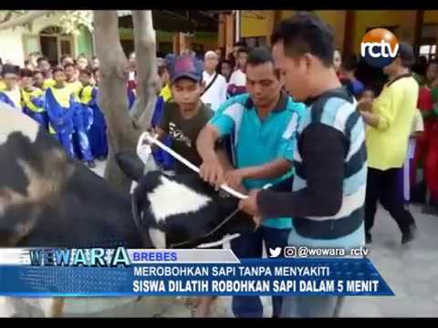 Begini Cara Merobohkan Sapi Tanpa Menyakiti