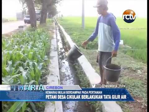 Kemarau Datang, Petani Desa Cikulak Berlakukan Tata Gilir Air