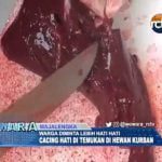 Ngeri, Cacing Hati di Temukan di Hewan Kurban