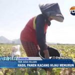 Tak Ada Hujan, Hasil Panen Kacang Hijau Menurun