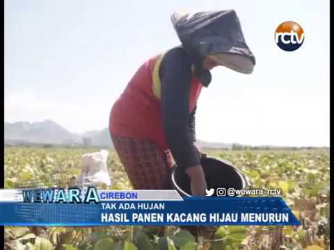 Tak Ada Hujan, Hasil Panen Kacang Hijau Menurun