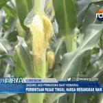 Jagung Jadi Primadona Saat Kemarau