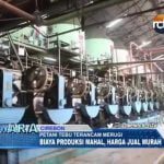 Petani Tebu Rugi, Produksi Mahal Tapi Harga Jual Murah