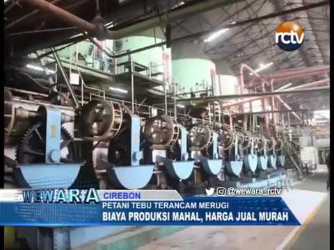 Petani Tebu Rugi, Produksi Mahal Tapi Harga Jual Murah