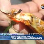 Tanaman Cabai Diserang Hama Ulat Bikin Petani Rugi