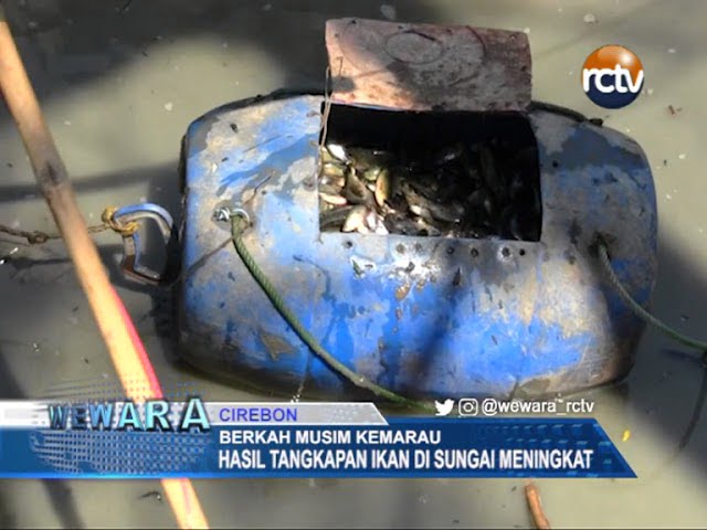 Berkah Musim Kemarau, Hasil Tangkapan Ikan Meningkat Berkah Musim Kemarau, Hasil Tangkapan Ikan Meningkat