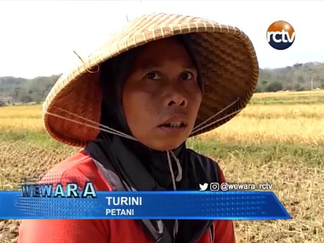 Diserang Hama Wereng dan Tikus, Hasil Panen Tidak Maksimal