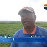 Petani Pilih Tanam Kangkung Saat Musim Kemarau