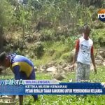 Ketika Kemarau Petani Beralih Tanam Kangkung