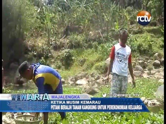 Ketika Kemarau Petani Beralih Tanam Kangkung