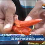 Hama Ulat Rusak Tanaman Cabai Hingga Gagal Panen