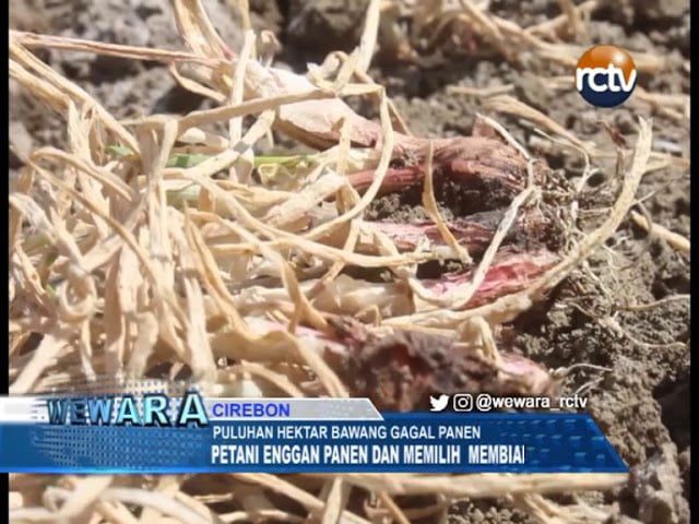 Puluhan Hektar Bawang Gagal Panen