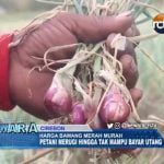 Harga Bawang Merah Murah, Petani Marugi Hingga Tak Mampu Bayar Utang