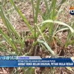 Petani Tebu Keluhkan Kelangkaan Pupuk