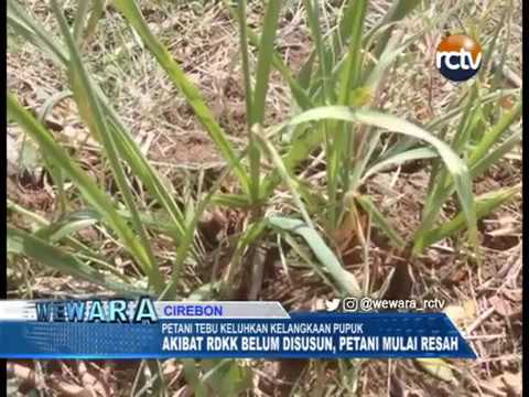 Petani Tebu Keluhkan Kelangkaan Pupuk