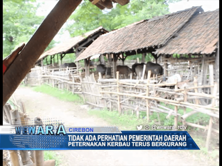 Tidak Ada Perhatian Pemerintah Daerah, Peternakan Kerbau Terus Berkurang Tidak Ada Perhatian Pemerintah Daerah, Peternakan Kerbau Terus Berkurang