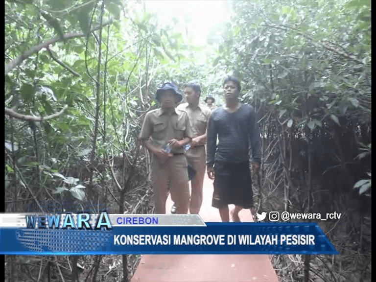 Konservasi Mangrove Di Wilayah Pesisir, Antisipasi Bibir Pantai Dari Ancaman Abrasi