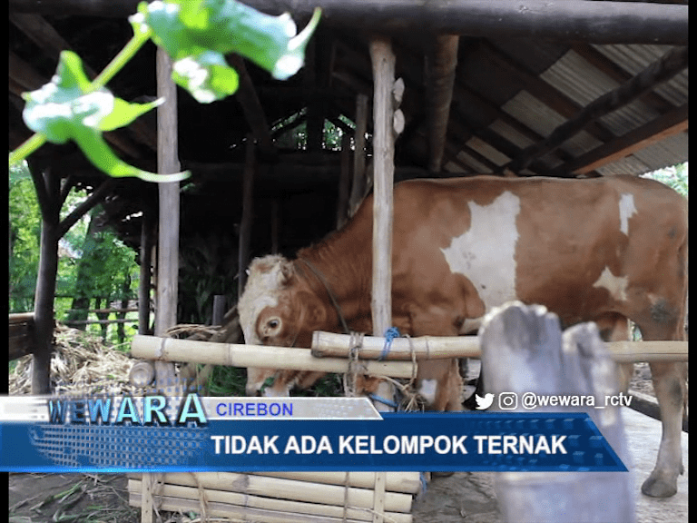 Peternak Di Hulubanteng Lor Tidak Terdaftar di Dinas Pertanian Peternak Di Hulubanteng Lor Tidak Terdaftar di Dinas Pertanian