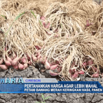 Pertahankan Harga, Petani Bawang Merah Keringkan Hasil Panen