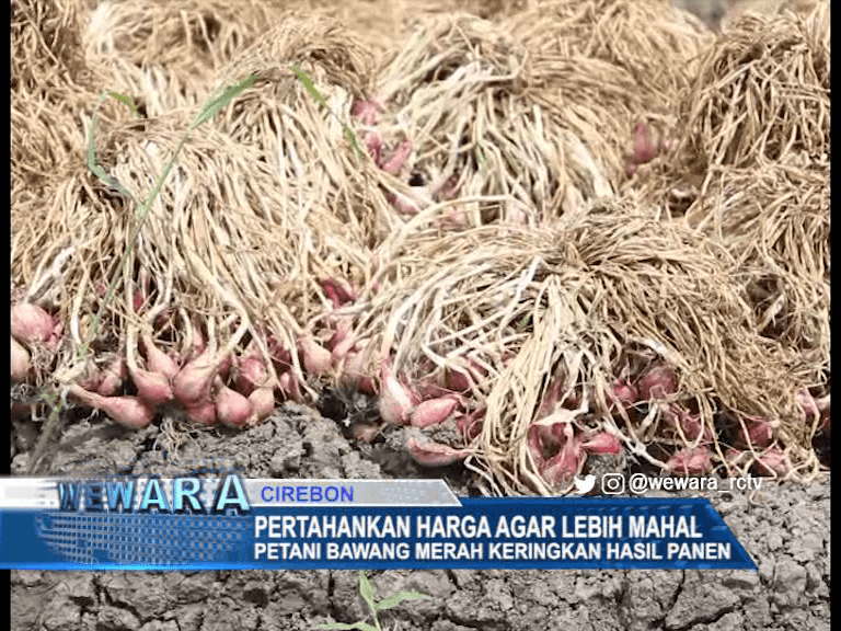 Pertahankan Harga, Petani Bawang Merah Keringkan Hasil Panen