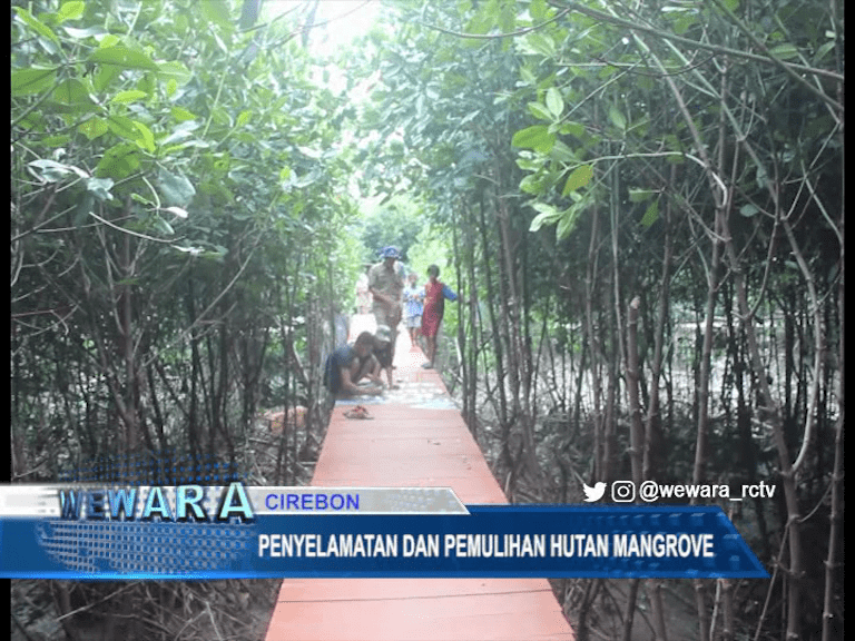 Hutan Mangrove Uttuk Atasi Permasalahan Abrasi Di Bibir Pantai Mundu