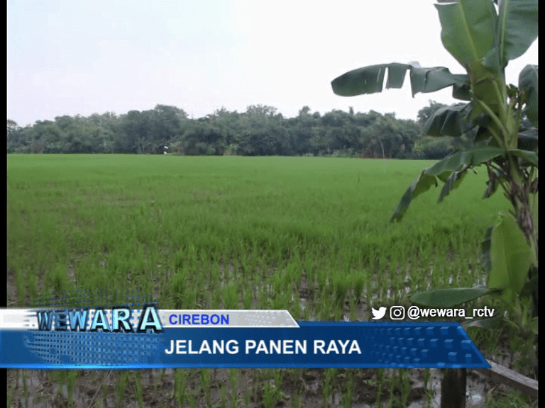 Jelang Panen Raya, Petani Minta Pemerintah Tak Impor Beras