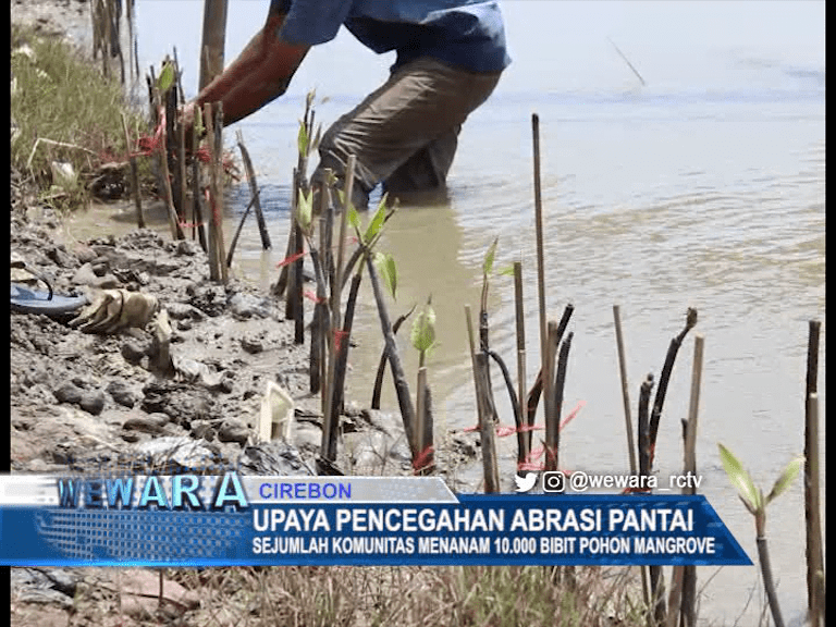 Upaya Pencegahan Abrasi Pantai, Tanam 10.000 Bibit Pohon Mangrove