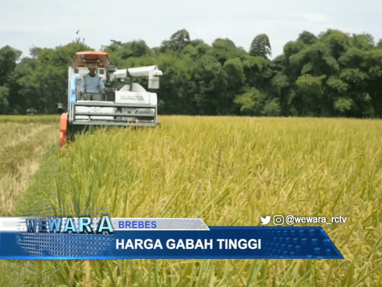 Harga Gabah Tinggi, Sejumlah Petani Mulai Panen