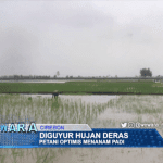 Diguyur Hujan Deras, Petani Optimis Menanam Padi