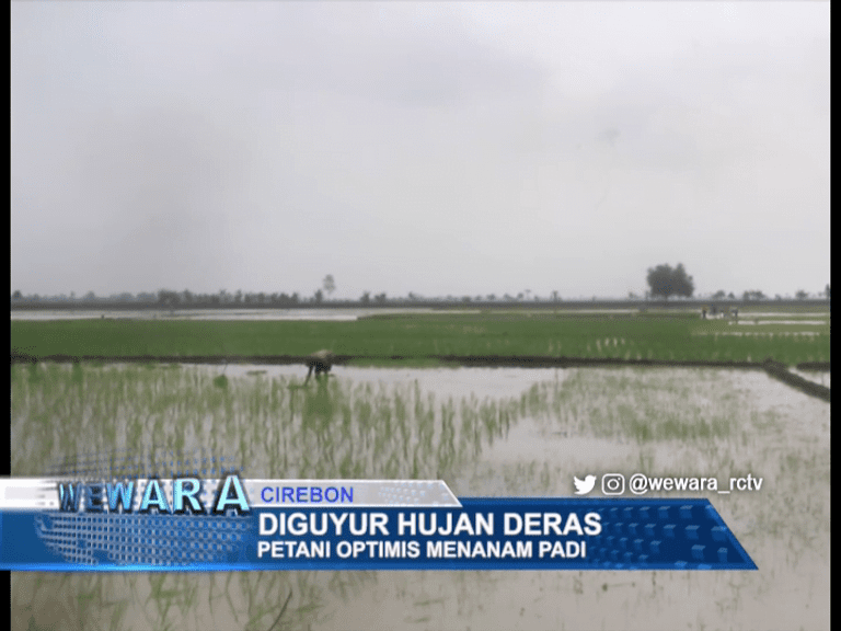 Diguyur Hujan Deras, Petani Optimis Menanam Padi