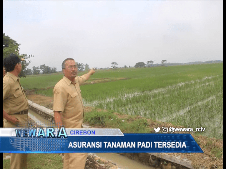 Asuransi Tanaman Padi Tersedia