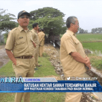 Ratusan Hektar Sawah Terkena Banjir