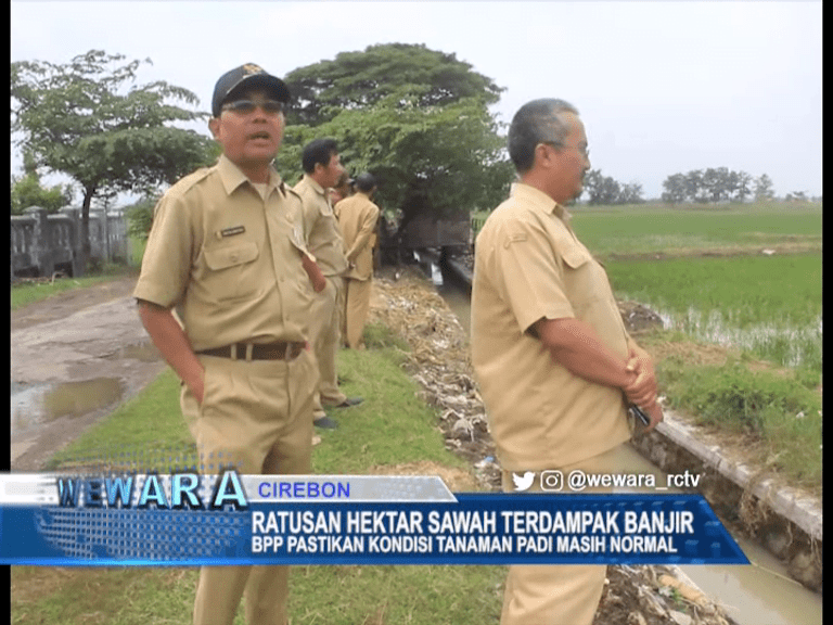 Ratusan Hektar Sawah Terkena Banjir